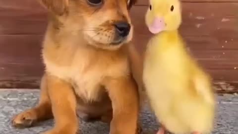 Dog ang cute duck lovely moment 💯❤️👍