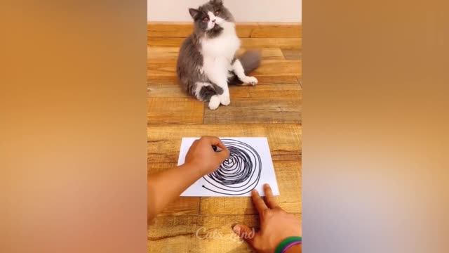 Cute 🐱 cat 💖 reaction 💕💕