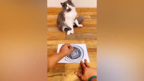 Cute 🐱 cat 💖 reaction 💕💕