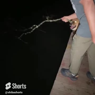 The splash made a perfect water wolf shape 😳