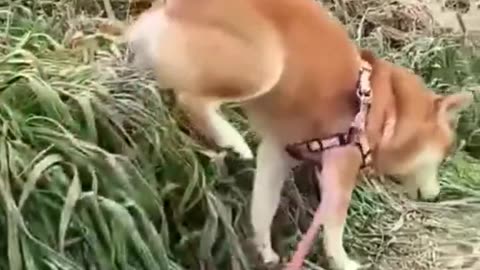 Get ready to laugh with these hilarious funny animal videos