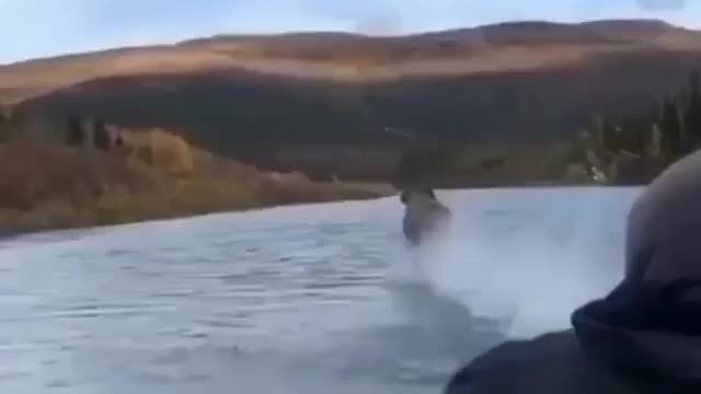 awesome tiktok moments moose running in the water