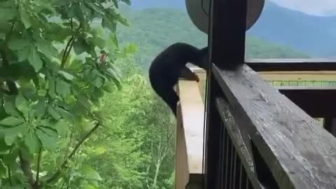 Panda curious visitor