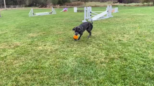 Pumpkin thief