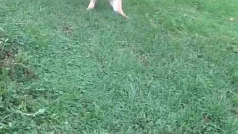 Dog playing with balloon tied to it