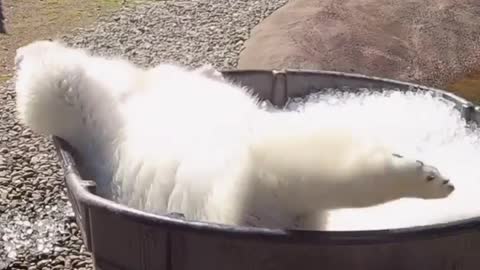 Bear Enjoying Bath