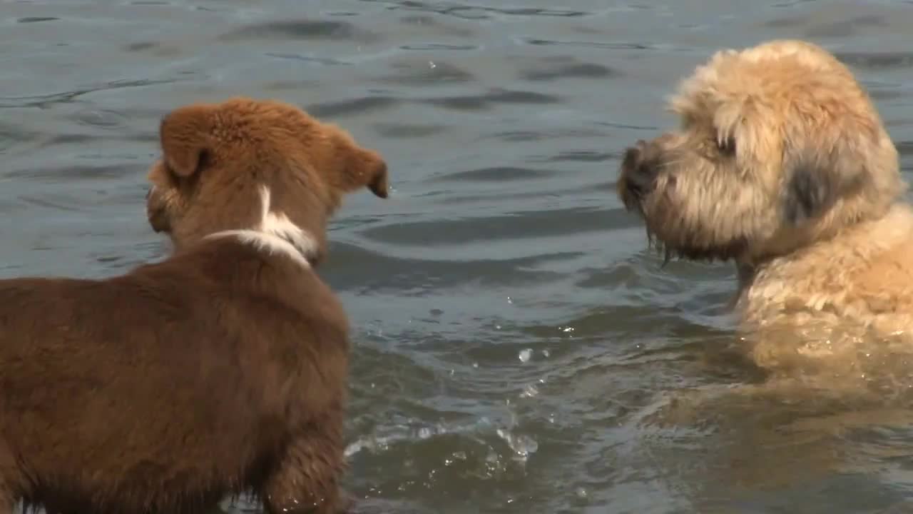 Cute Dogs Playing In Water