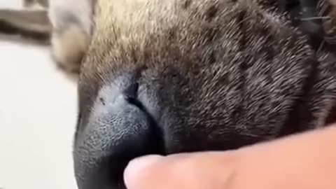 Funny animal #2