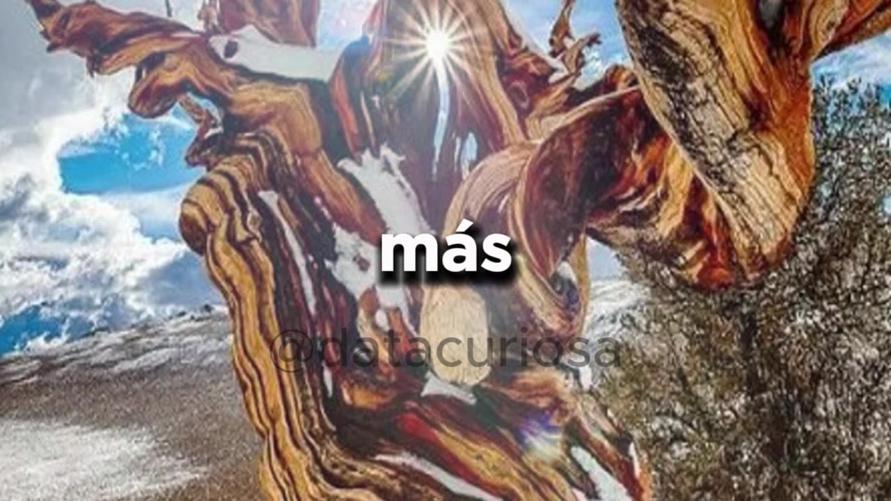 El árbol más antiguo 😱