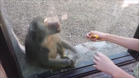 Monkeys react to magics