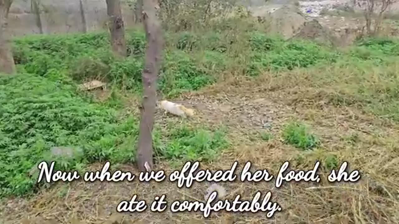 A crying mother trying to drag a man to her dying kitten