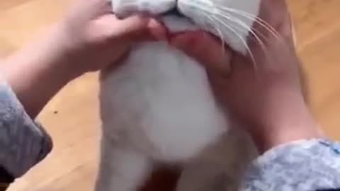 Most Satisfying Funny Cat Video