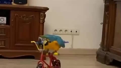 Parrot Riding Bicycle