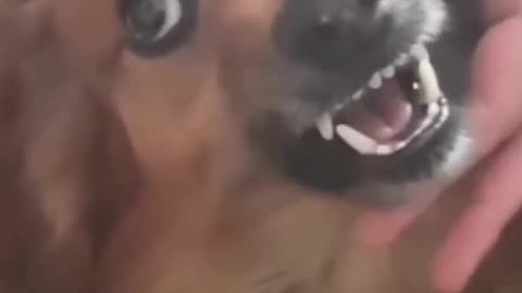 funny dog