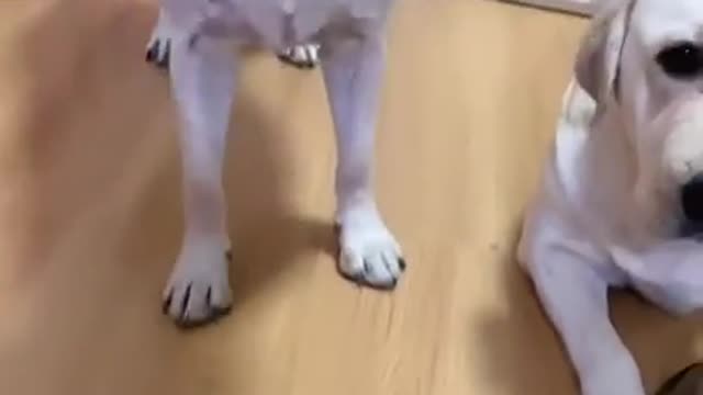 You will get STOMACH ACHE FROM LAUGHING SO HARD🐶Funny Dog Videos