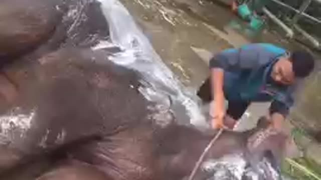 Elephant bath❤❤❤