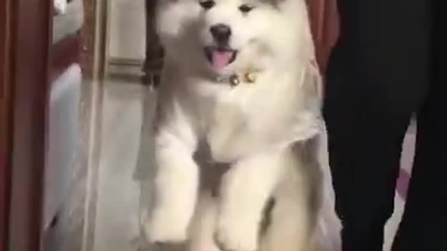 Funniest Moments with Baby Alaskan Malamute Cutest