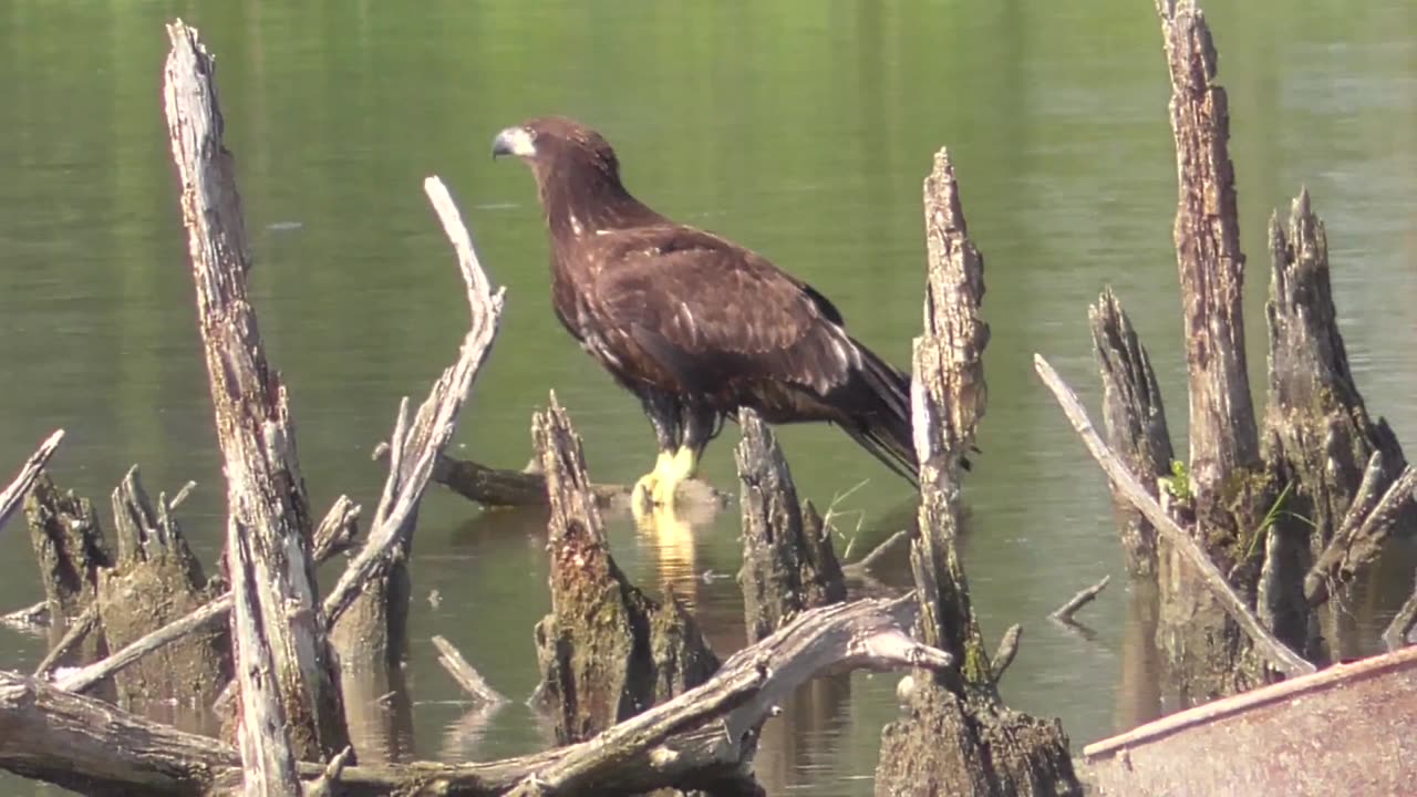 474 Juvenile Eagle On The Hunt