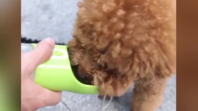 Cute Little Puppy Loves to Go Outside