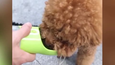 Cute Little Puppy Loves to Go Outside