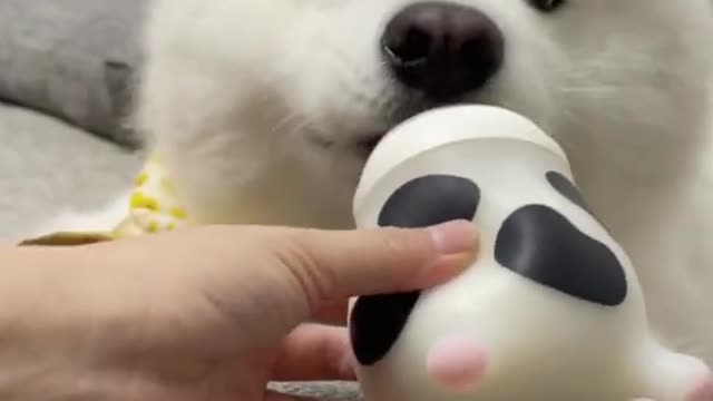 The Baby Dog