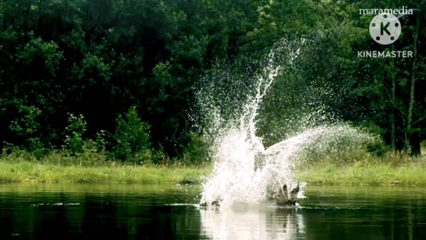 An osprey fishing in spectacular super slow motion | Highlands - Scotland's Wild Heart