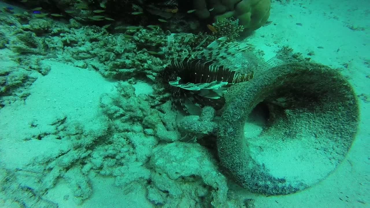 Maldives Short Snorkeling video Part 1