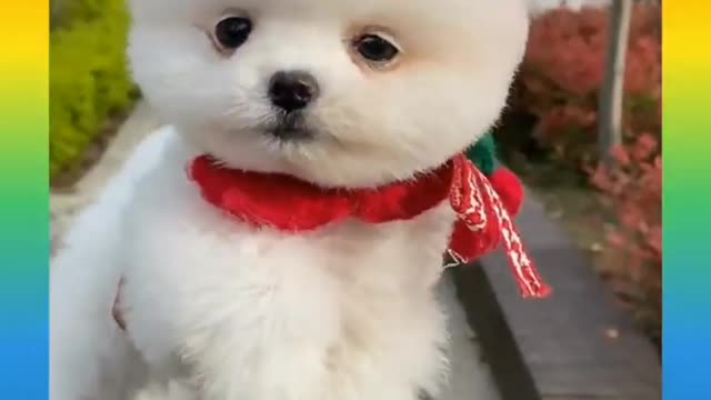 Cute and Funny Dog Videos Compilation