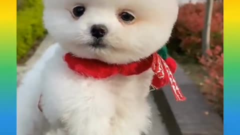 Cute and Funny Dog Videos Compilation