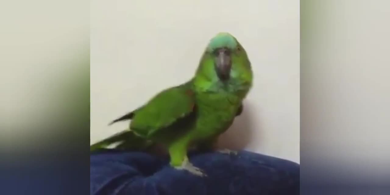 My parrot singing Beyonce