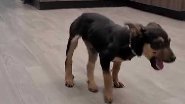 Happy dog dancingg
