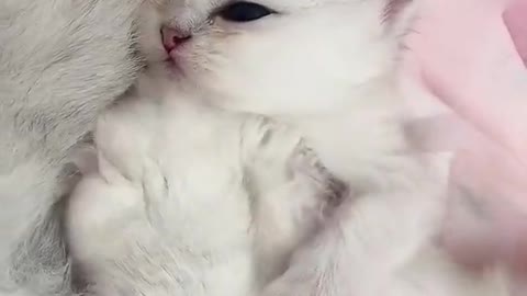 Cute baby cate