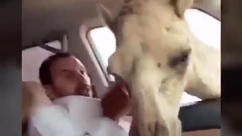 One camel vs one man