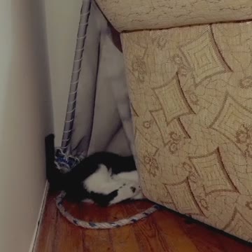 It's fun to see the cat playing this lovely game