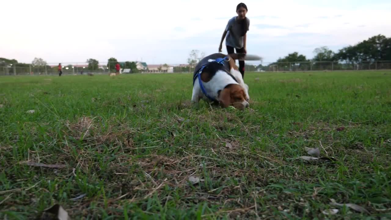 Slow motion Asian girl throwing ball for Beagle dog, Owner playing with pet outdoor together