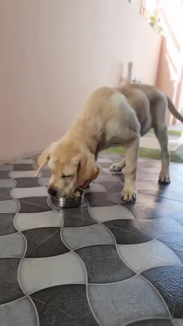 Labrador puppy Enjoy to eats Eggs | cute dog video