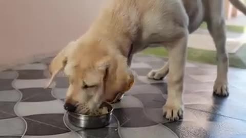 Labrador puppy Enjoy to eats Eggs | cute dog video