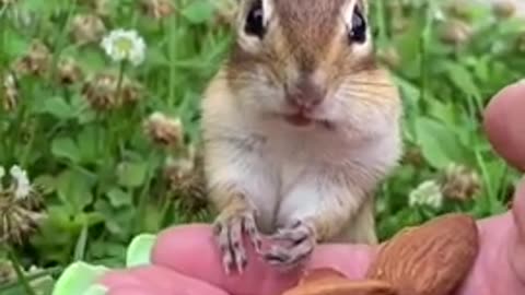 Awesome Pets COMPILATION 2022