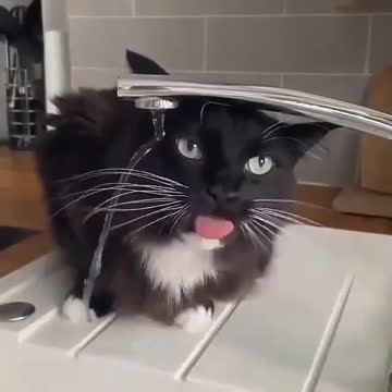 Give ❤️ one if you liked it! 😸