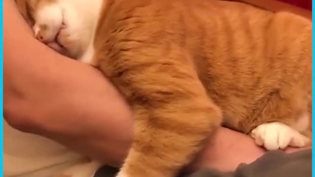Cat Real loving