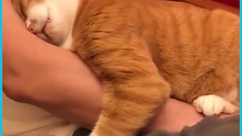 Cat Real loving