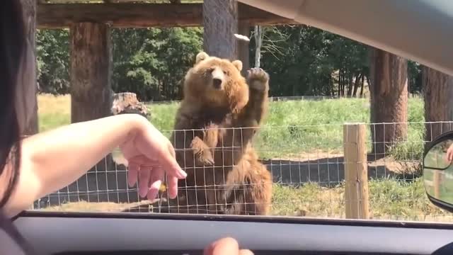 The bear is so smart and catches the food very accurately