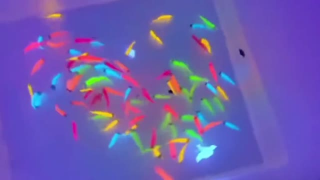 Small fish that glow at night