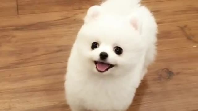 Cute little Pomeranian puppy - Teacup puppy