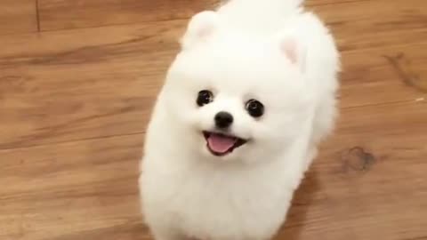 Cute little Pomeranian puppy - Teacup puppy