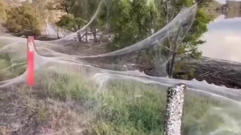 Aussie spider web
