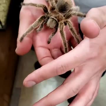 Brazilian Giant Blonde aka Nhandu tripepii