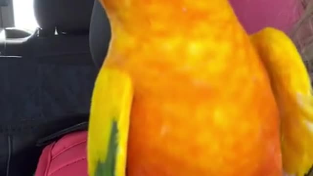 I’m in a pickle!!! He’s a very cute piranha conure!