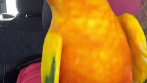 I’m in a pickle!!! He’s a very cute piranha conure!