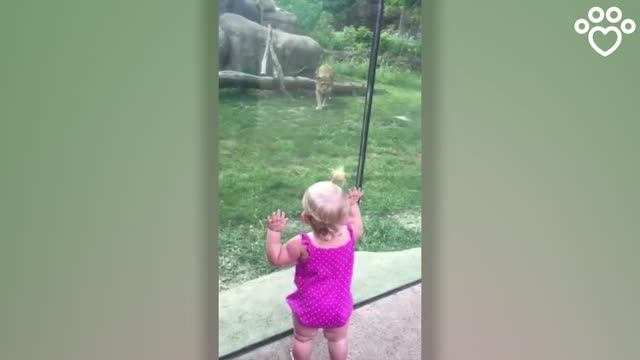 See what this lion did to the girl